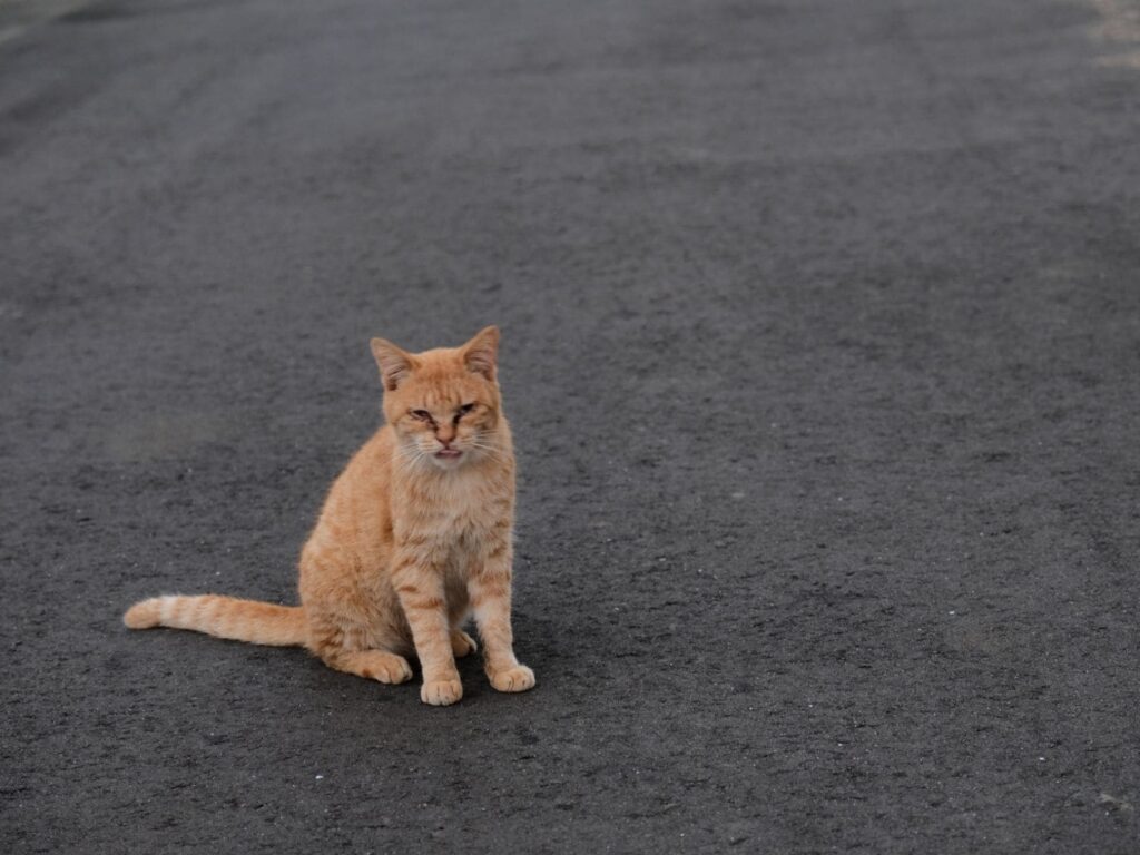 道路に居る猫