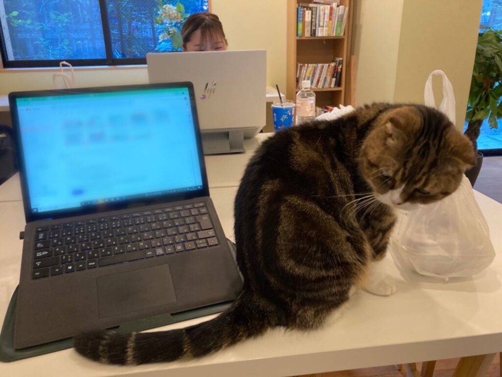PCの前に座る猫